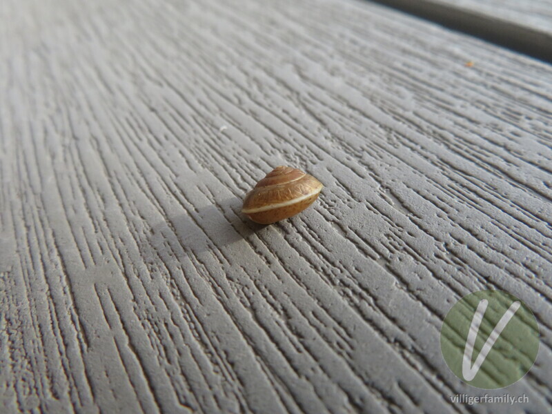 Kantige Laubschnecke: Übersicht